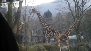 キリン