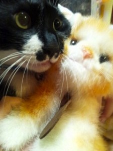 トラちゃん